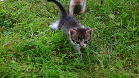 Cute kitten playing in the garden Stock Footage 96239936