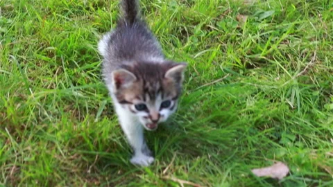 Cute kitten playing in the garden Stock Footage 96492374