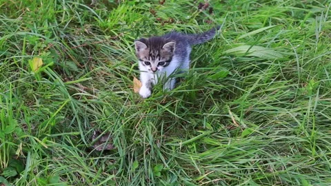 Cute kitten playing in the garden Stock Footage 97072986