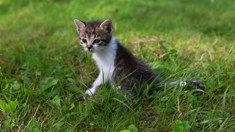 Cute kitten playing in the garden Stock Footage 97116207