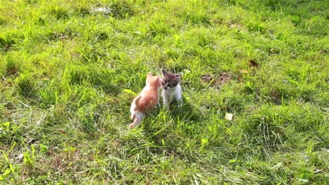 Cute kitten playing in the garden Stock Footage 97238273