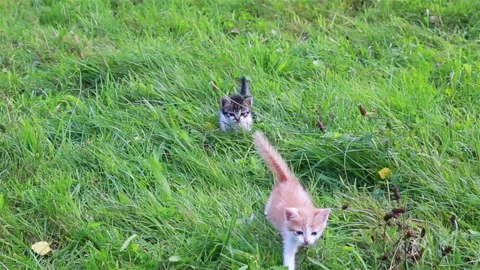 Cute kitten playing in the garden Stock Footage 97570138