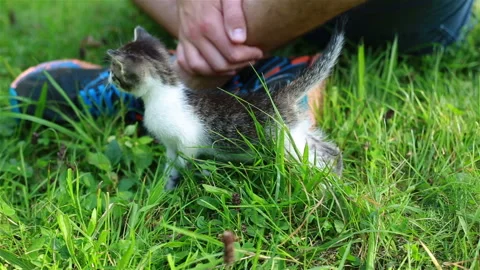 Cute kitten playing in the garden Stock Footage 97625147