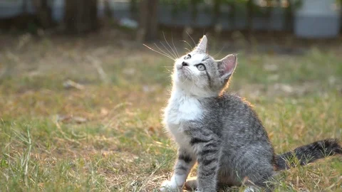 Cute kitten playing in the garden Stock Footage 107662229
