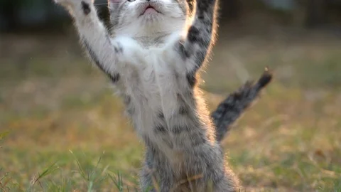 Cute kitten playing in the garden Stock Footage 107662329