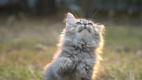 Cute kitten playing in the garden Stock Footage 107662477