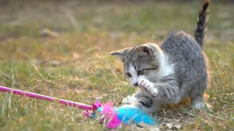 Cute kitten playing in the garden Stock Footage 107663003