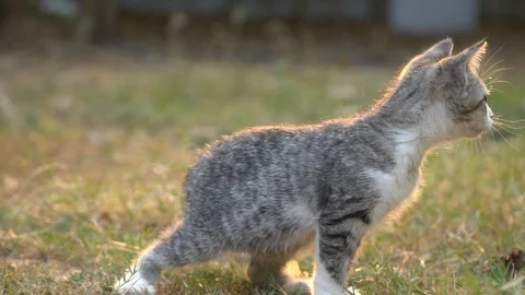 Cute kitten playing in the garden Stock Footage 107663905