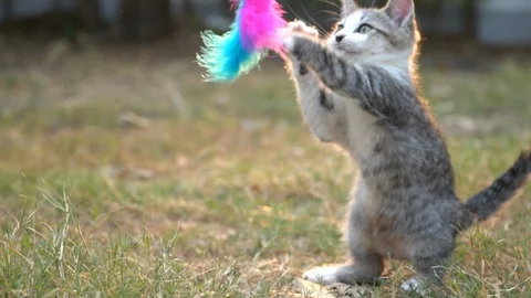 Cute kitten playing in the garden Stock Footage 107666205