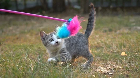Cute kitten playing in the garden Stock Footage 107672803