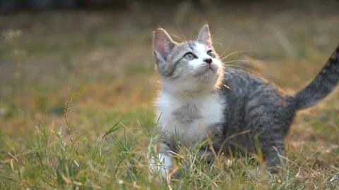 Cute kitten playing in the garden Stock Footage 107672957