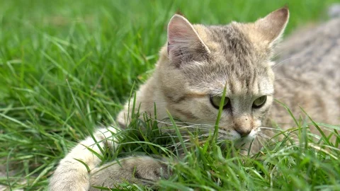 Cute kitten playing in the garden under sunlight Stock Footage 95031786