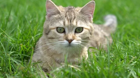 Cute kitten playing in the garden under sunlight Stock Footage 95034472