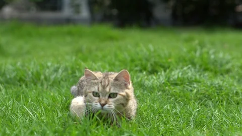 Cute kitten playing in the garden under sunlight Stock Footage 95034818