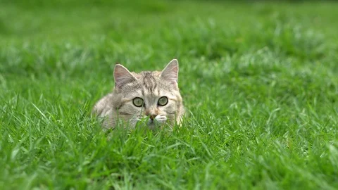 Cute kitten playing in the garden under sunlight Stock Footage 95038543