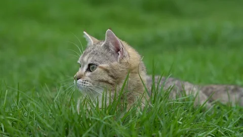 Cute kitten playing in the garden under sunlight 8 Stock Footage 95067744