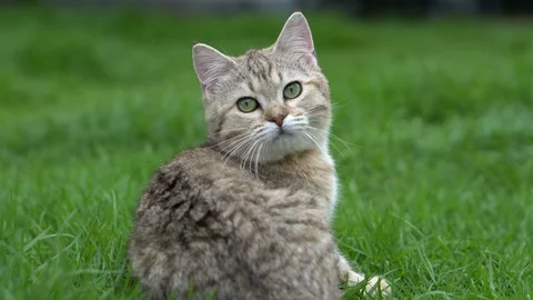 Cute kitten playing in the garden under sunlight Stock Footage 95067800