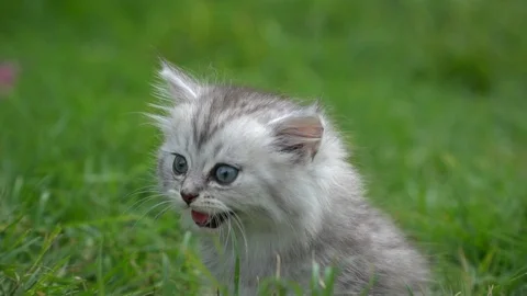 Cute kitten playing in the garden under sunlight Stock Footage 101460570