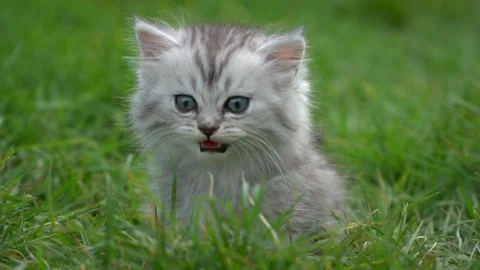Cute kitten playing in the garden under sunlight Stock Footage 101471326