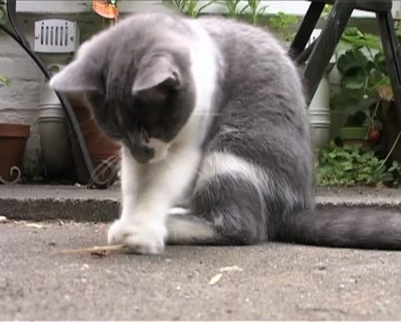 Cute kitten playing with grass Vídeo Stock 10879831
