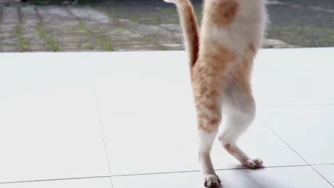 A Cute Kitten Playing With A Lace Thread Video stock 170712764