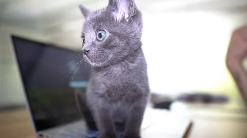 Cute kitten playing on laptop Stock Footage 91123620