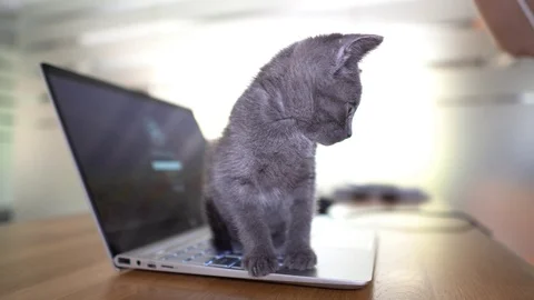 Cute kitten playing on laptop Video stock 91123621