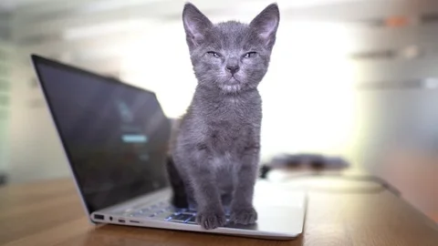 Cute kitten playing on laptop Video stock 91123626