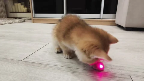 Cute kitten playing with a laser pointer on wooden floor in a cozy living room Stock Footage 306295417