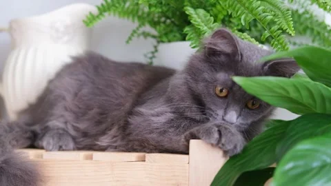 Cute kitten playing with leaves of indoor plants Stock Footage 291582002