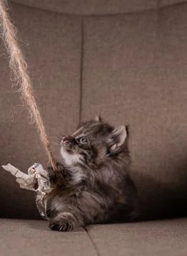Cute kitten playing with paper on a string. Stock Photos