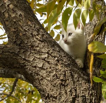 Cute Kitten Playing on a Pecan Tree Fall Season Foto stock