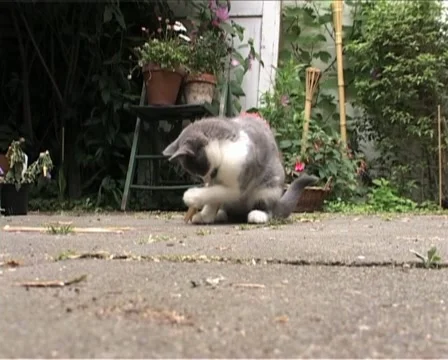 Cute kitten playing with peg Vídeo Stock 10879717