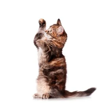 Cute kitten playing Stock Photos