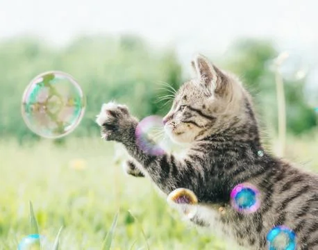 Cute kitten playing with soap bubbles. Stock Photos