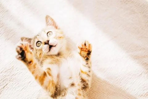 Cute kitten playing with sunbeam. Stock Photos