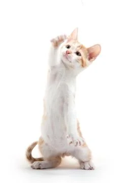 Cute kitten playing on white background 스톡 사진