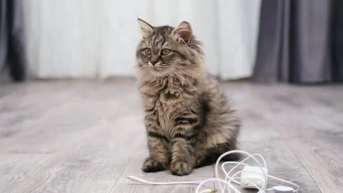 Cute kitten playing with a wire on the floor Stock Footage 275809589