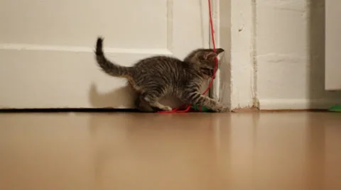 Cute Kitten Plays With String Stock Footage 34350217