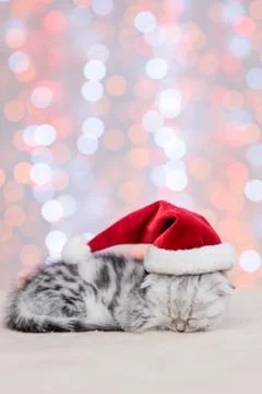 Cute kitten in red christmas hat sleeping with festive background. Empty spac Stock Photos