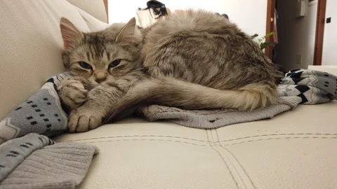 Cute kitten in relax on a pullover Vídeo Stock 123672074