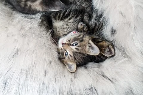 Cute kitten resting 库存照片
