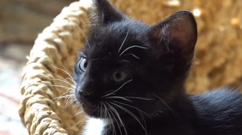 Cute kitten resting in the room Video stock 67580737