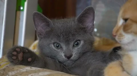 Cute kitten resting in the room Vídeo Stock 67580999