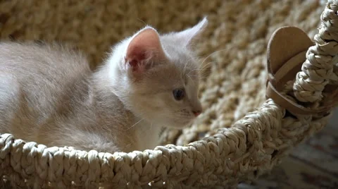 Cute kitten resting in the room Vídeo Stock 67581077