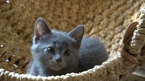 Cute kitten resting in the room Stock Footage 67581357