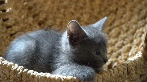 Cute kitten resting in the room 库存影片 67581539
