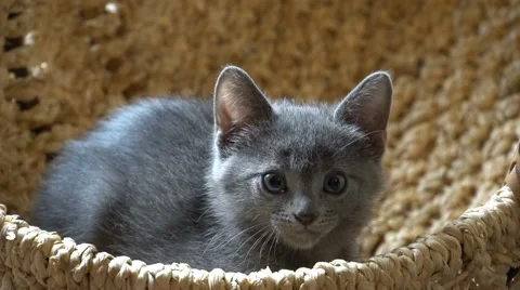 Cute kitten resting in the room Vidéo 67581718