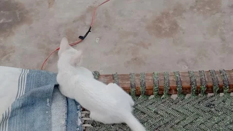 Cute Kitten Seen from Behind 스톡 동영상 347758784