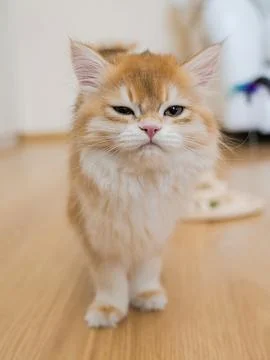 Cute kitten with a serious face. Stock Photos